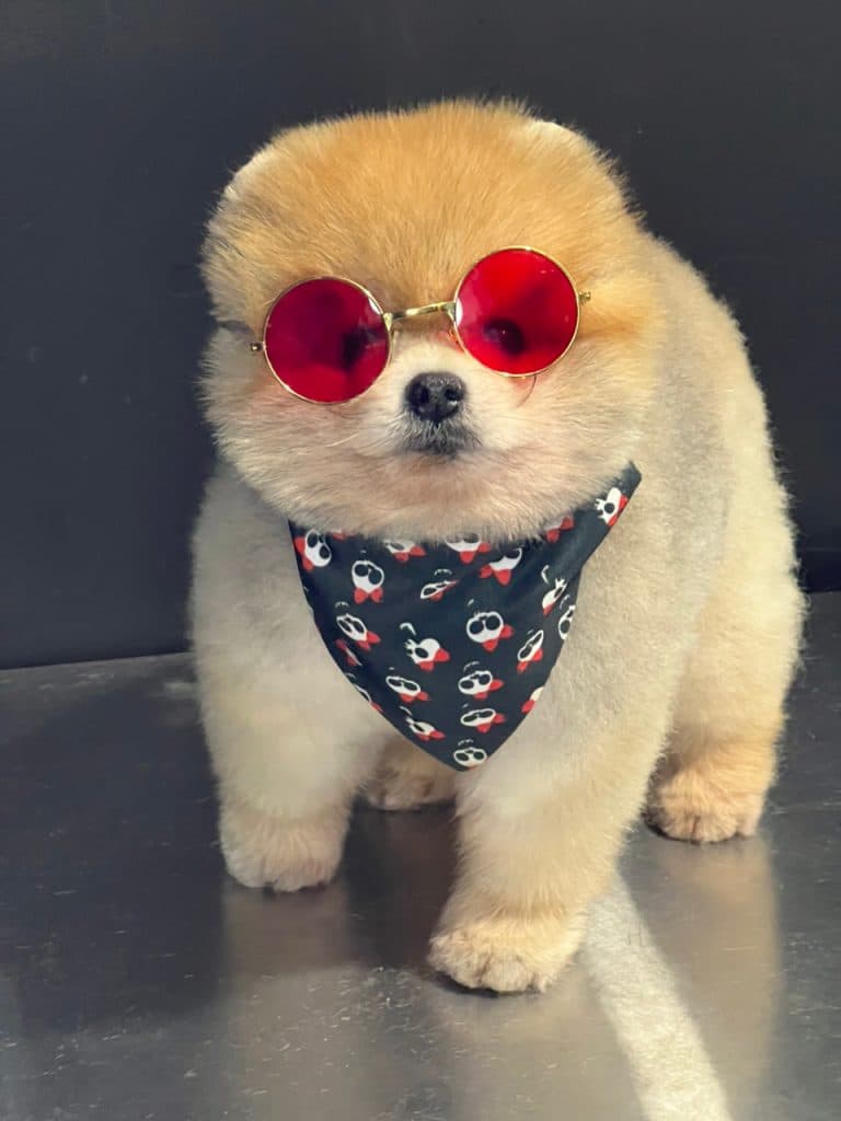 خرید و فروش حیوانات خانگی در مشهد