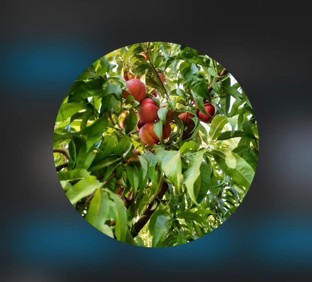 تولید و فروش نهال مثمر و غیر مثمر نهالستان اقبال در نشتیفان خراسان رضوی