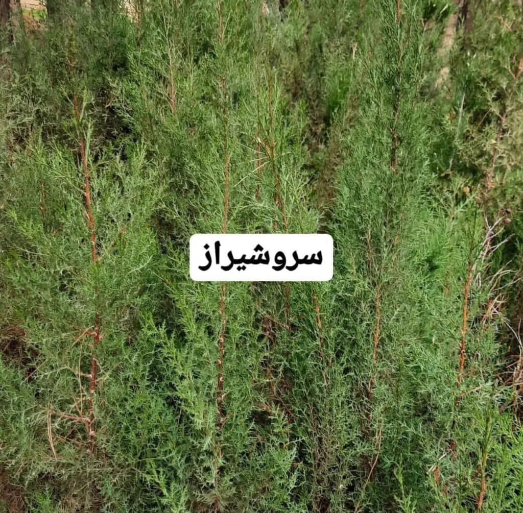 تولید و فروش نهال مثمر و غیر مثمر نهالستان اقبال در نشتیفان خراسان رضوی