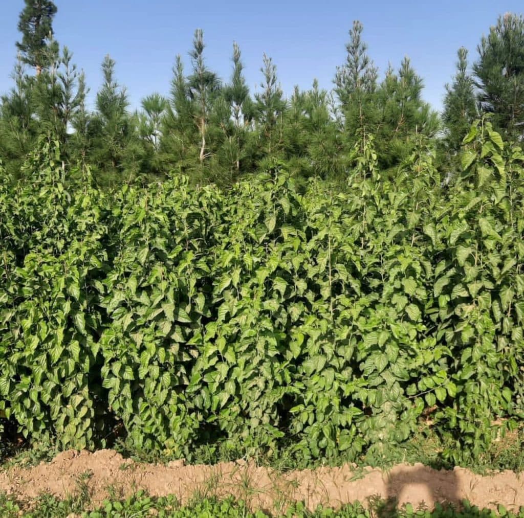 تولید و فروش نهال مثمر و غیر مثمر نهالستان اقبال در نشتیفان خراسان رضوی