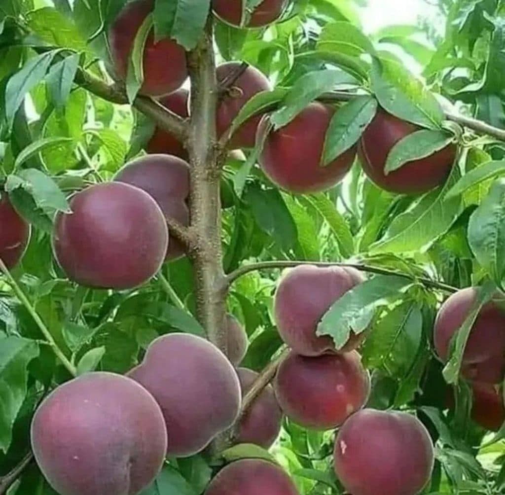 نهالستان بهار یک در میاندوآب