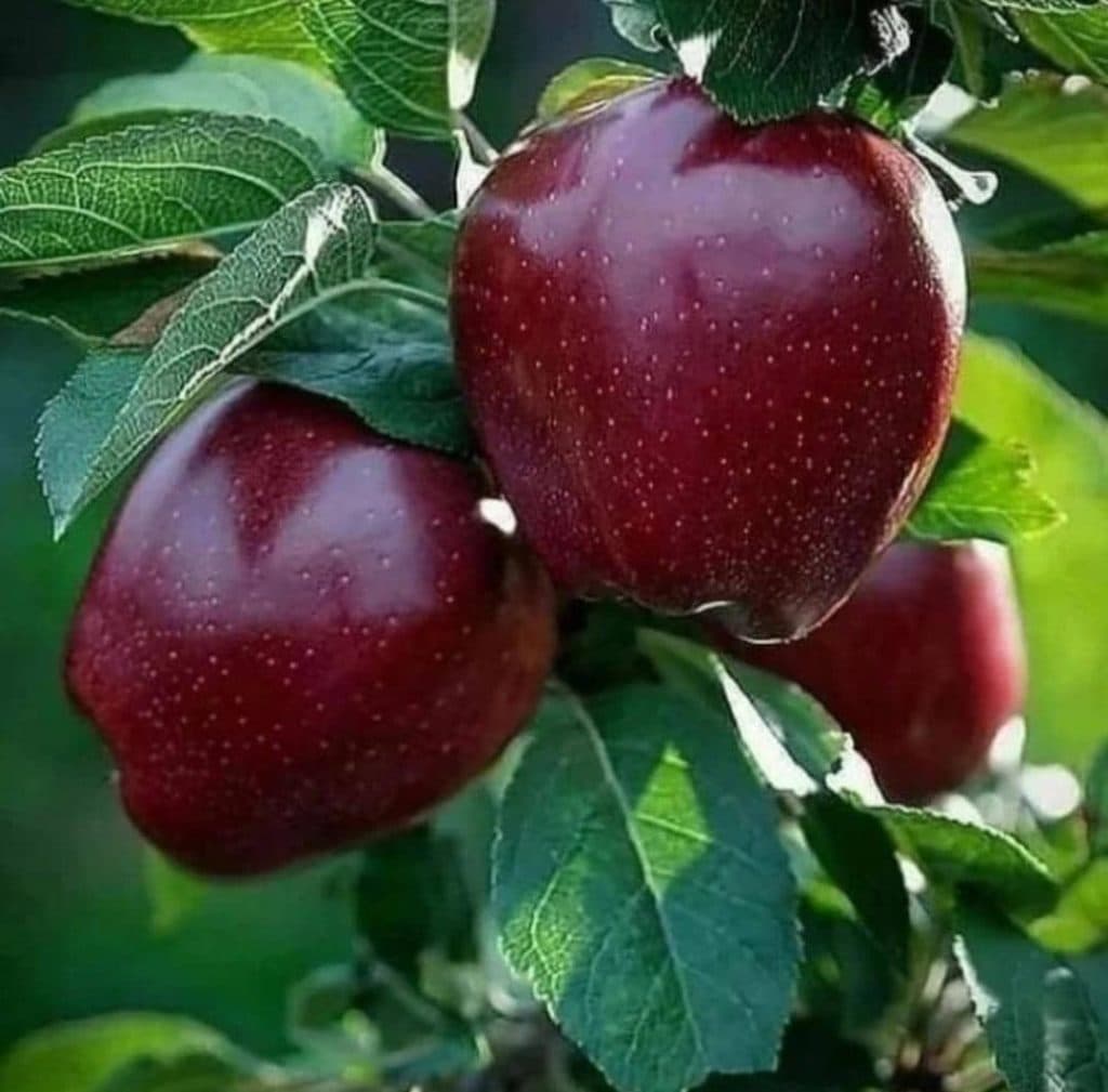 نهالستان بهار یک در میاندوآب