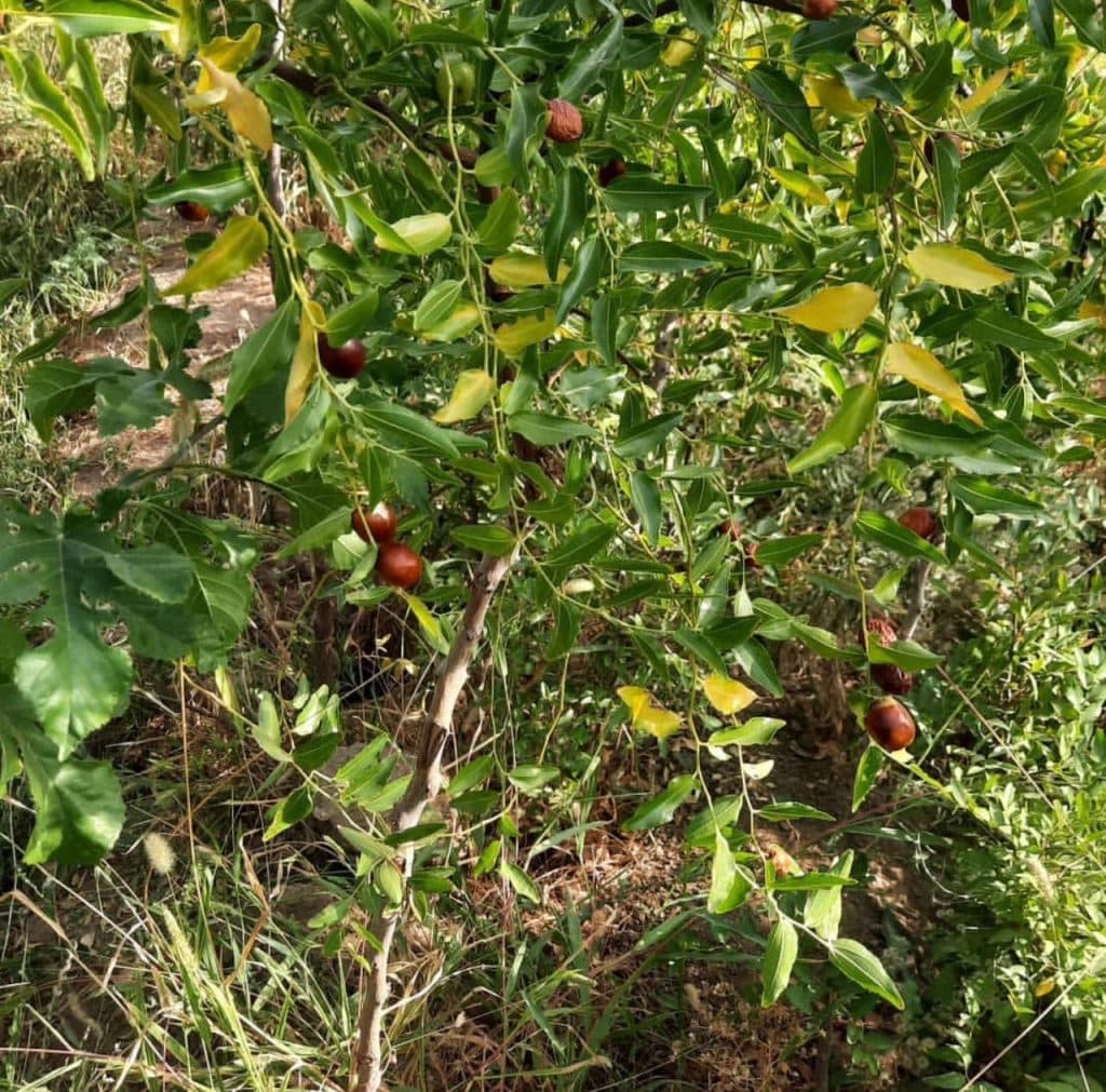 تولید و فروش نهال مثمر و غیر مثمر نهالستان اقبال در نشتیفان خراسان رضوی