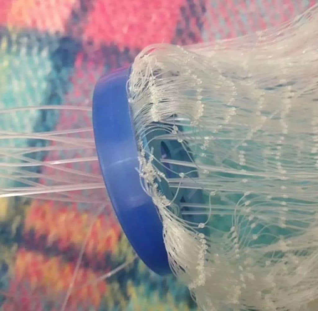 ساخت و تجهیزات تور و قفس های ماهیگیری دام دریا در بوشهر