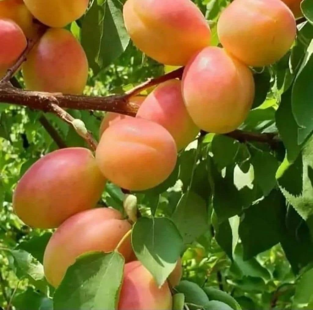 نهالستان بهار یک در میاندوآب