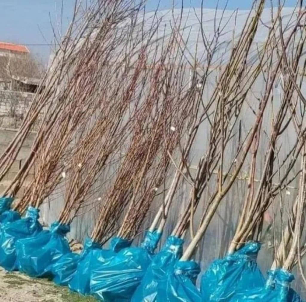نهالستان بهار یک در میاندوآب