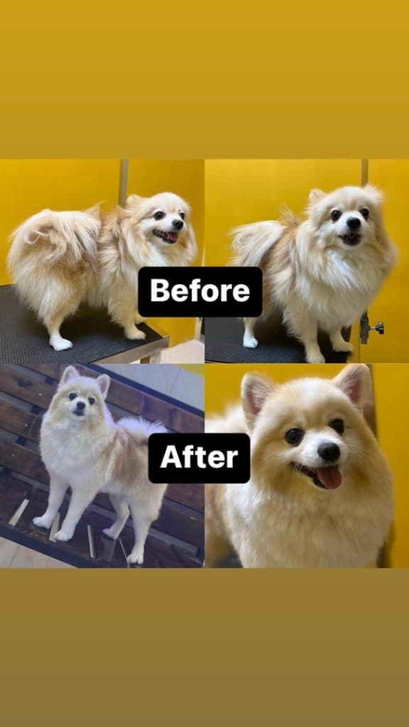 کلینیک دامپزشکی و پت شاپ ایران در مهرشهر کرج