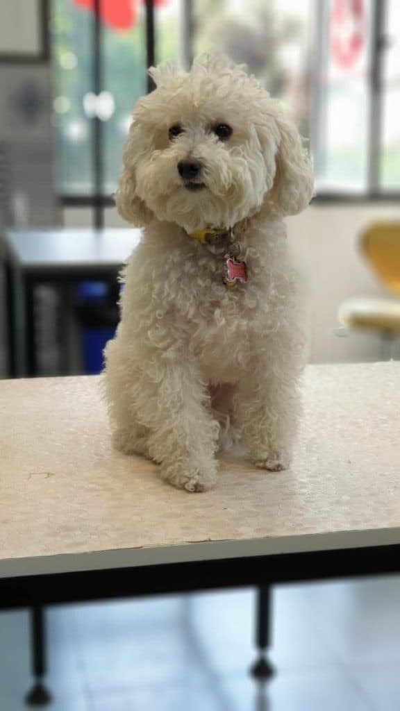 آموزش و گرومینگ و آرایش حیوانات خانگی عمو ایرج در تهران