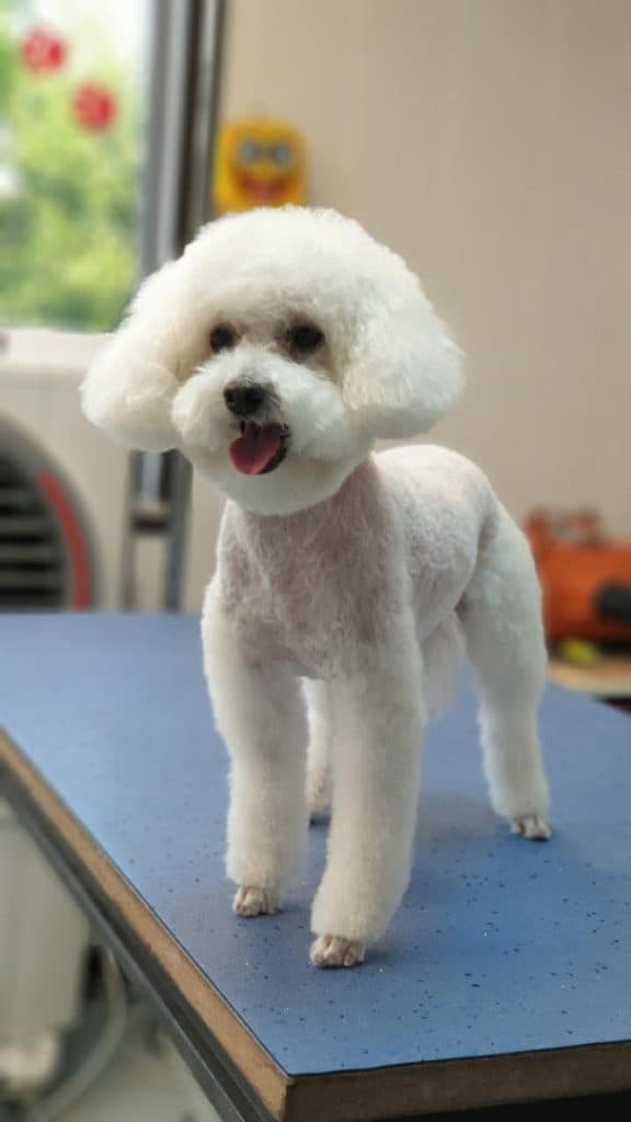 آموزش و گرومینگ و آرایش حیوانات خانگی عمو ایرج در تهران