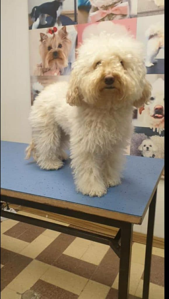 آموزش و گرومینگ و آرایش حیوانات خانگی عمو ایرج در تهران