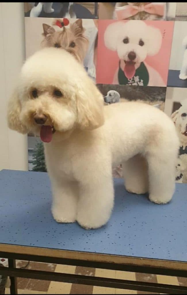 آموزش و گرومینگ و آرایش حیوانات خانگی عمو ایرج در تهران