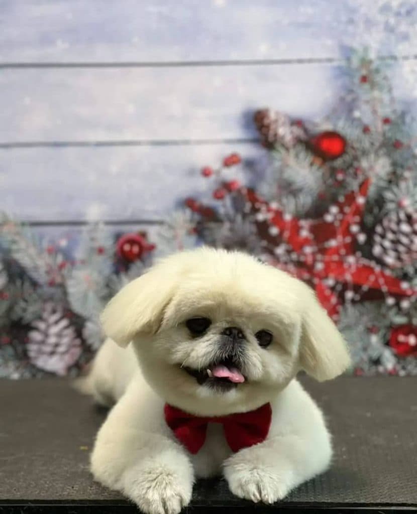 گرومینگ و آرایش حیوانات خانگی آریا در سعادت آباد تهران