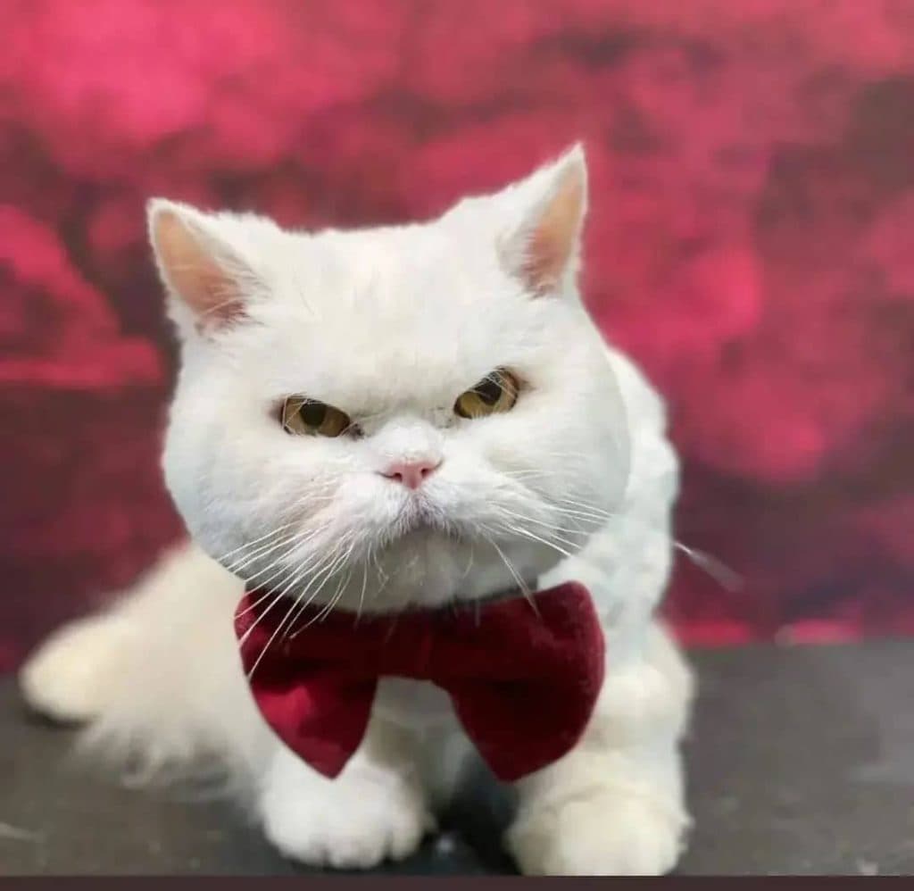 گرومینگ و آرایش حیوانات خانگی آریا در سعادت آباد تهران