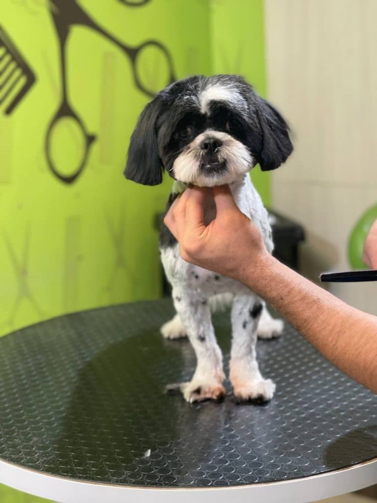 گرومینگ و آرایش حیوانات خانگی آریا در سعادت آباد تهران