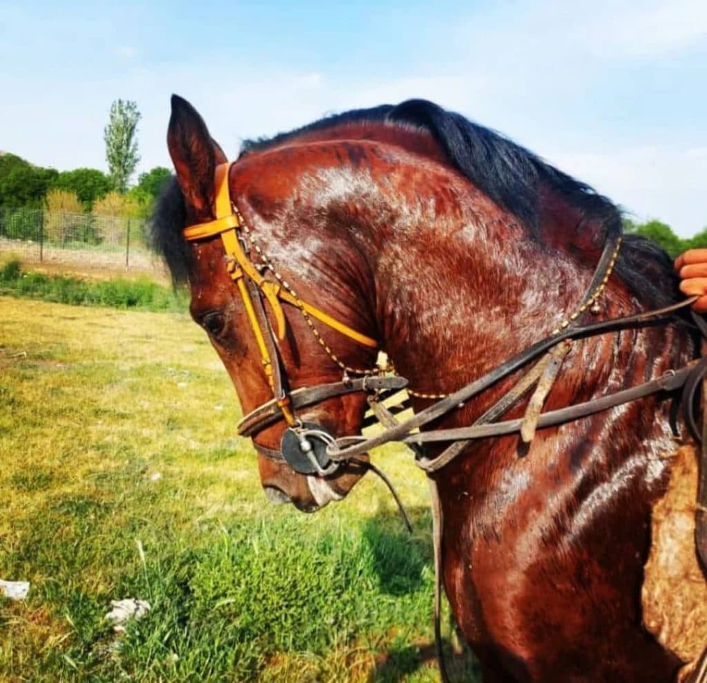 باشگاه سوارکاری کردستان پانسیون و پرورش اسب در بوکان آذربایجان غربی