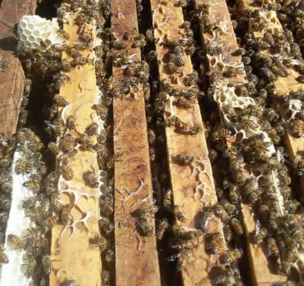کارگاه آج و تصفیه موم و بسته بندی عسل دیالمه در فیروزآباد فارس
