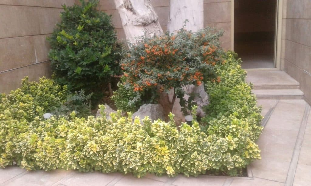 جابه جایی و انتقال درختان بن بالا باغ شهر ایرانیان در کرج