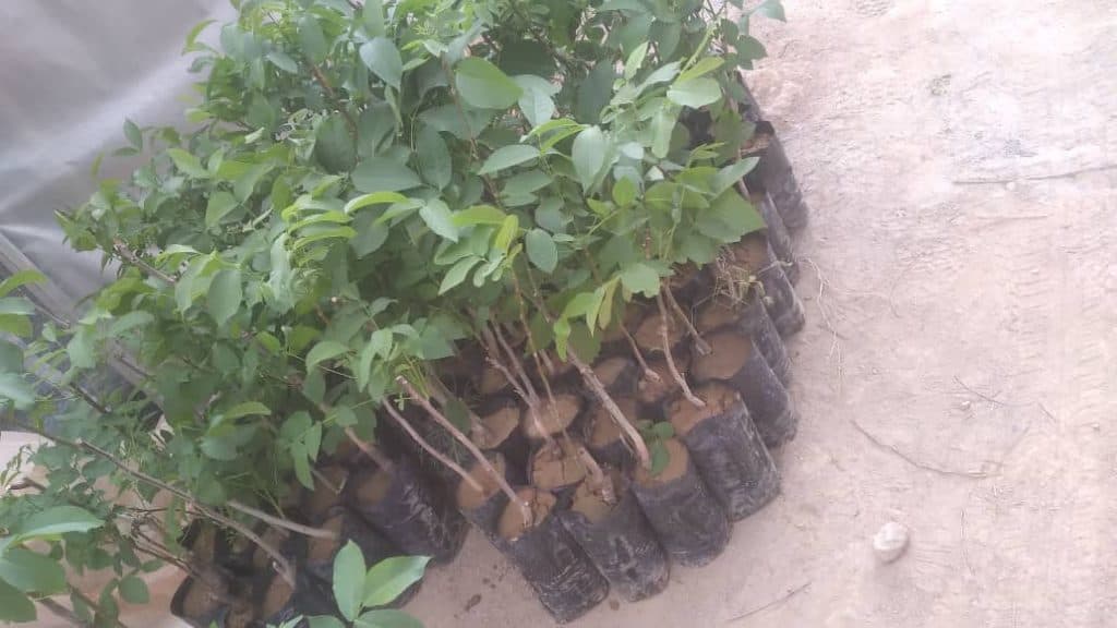 فروش نهال گلدانی و خوشه ای درخشان در شهرکرد