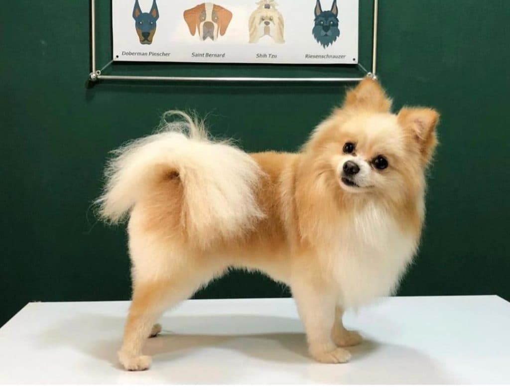 آرایشگاه تخصصی حیوانات خانگی vip groom در بندرانزلی گیلان