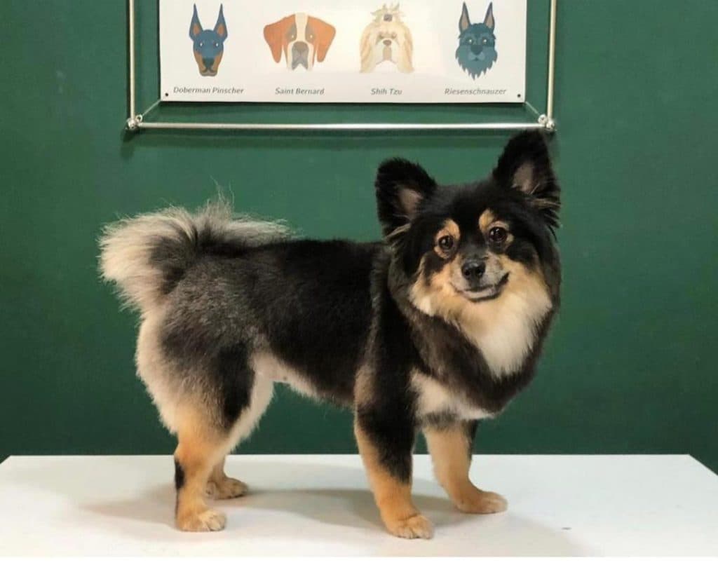 آرایشگاه تخصصی حیوانات خانگی vip groom در بندرانزلی گیلان