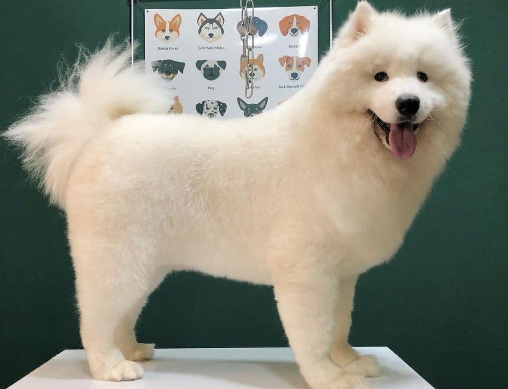 آرایشگاه تخصصی حیوانات خانگی vip groom در بندرانزلی گیلان