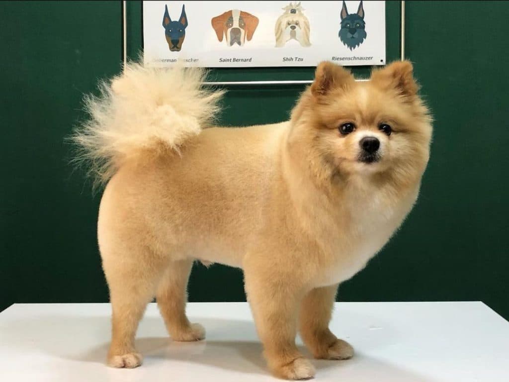 آرایشگاه تخصصی حیوانات خانگی vip groom در بندرانزلی گیلان