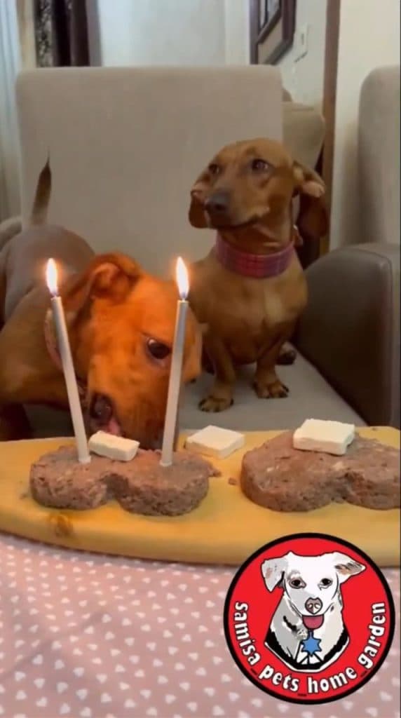 هتل و خونه باغ حیوانات خانگی سمیسا در رشت