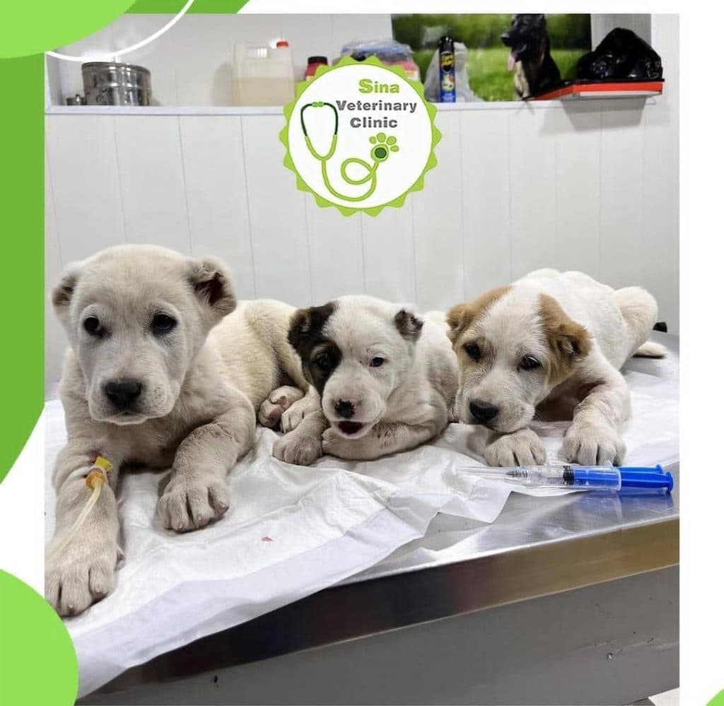 دامپزشکی و جراحی و سونوگرافی حیوانات خانگی سینا در رفسنجان