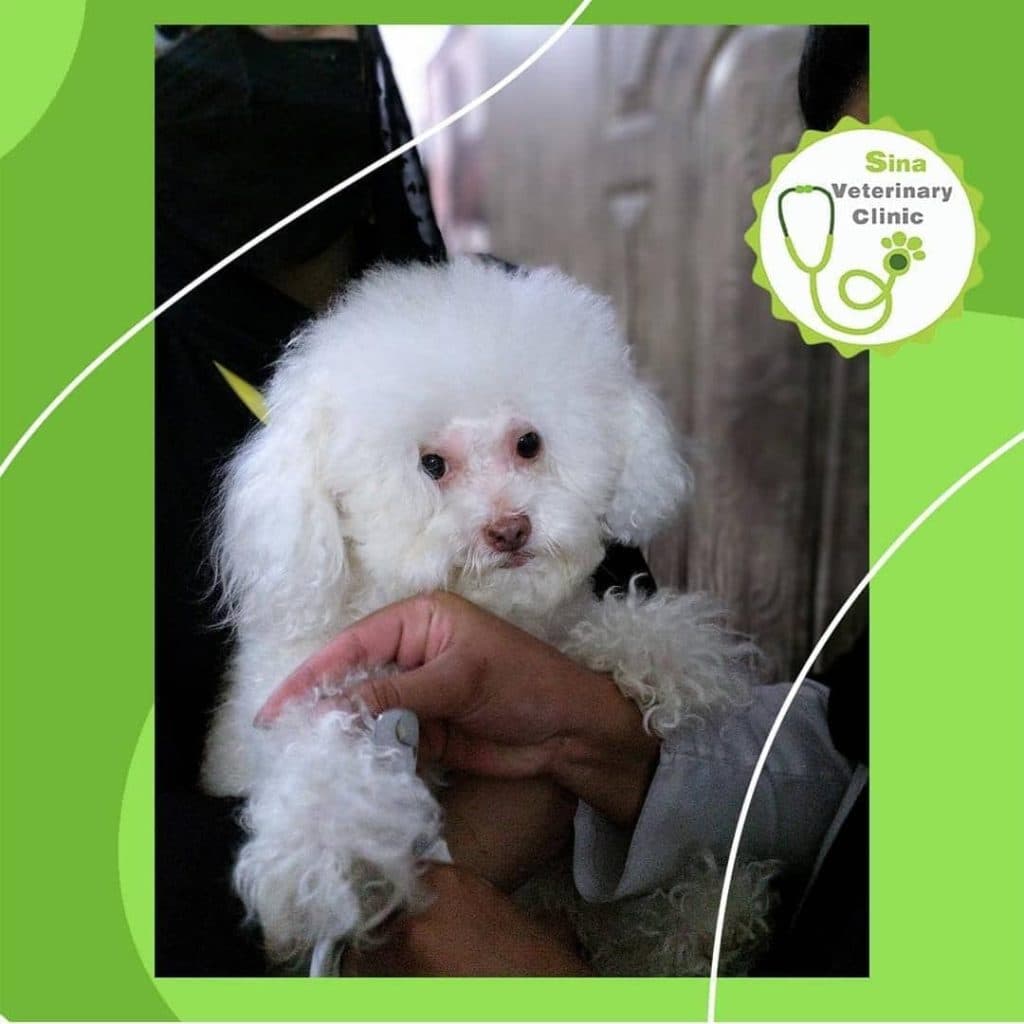 دامپزشکی و جراحی و سونوگرافی حیوانات خانگی سینا در رفسنجان