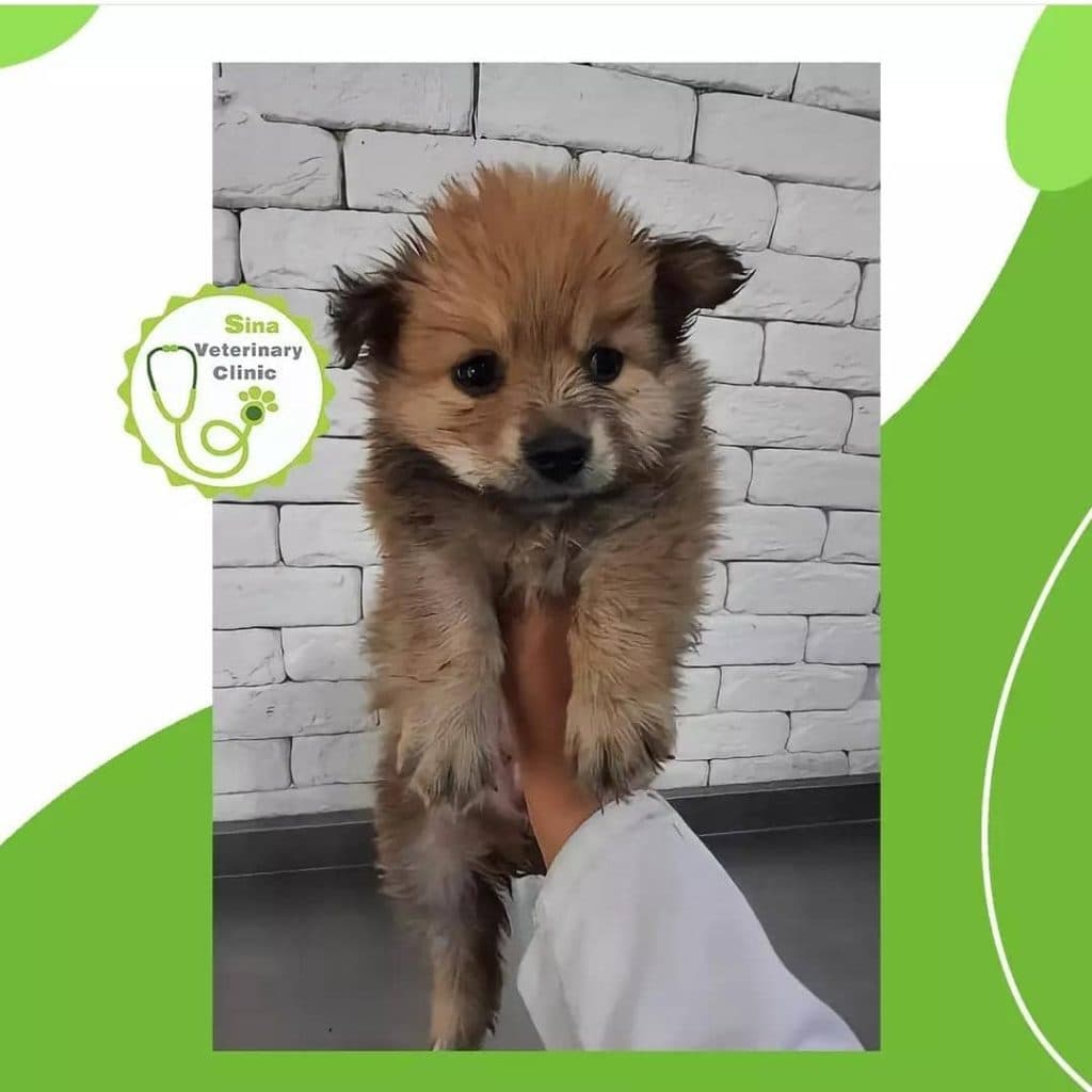 دامپزشکی و جراحی و سونوگرافی حیوانات خانگی سینا در رفسنجان