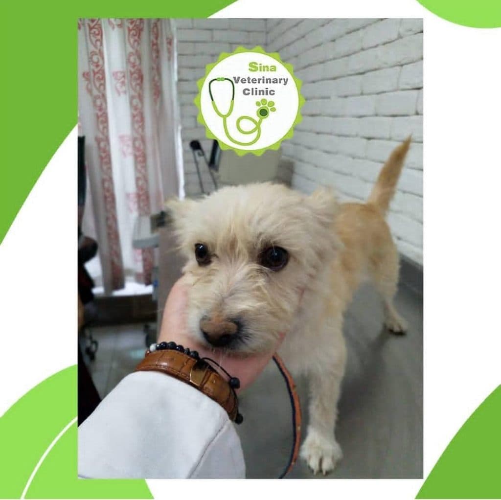 دامپزشکی و جراحی و سونوگرافی حیوانات خانگی سینا در رفسنجان