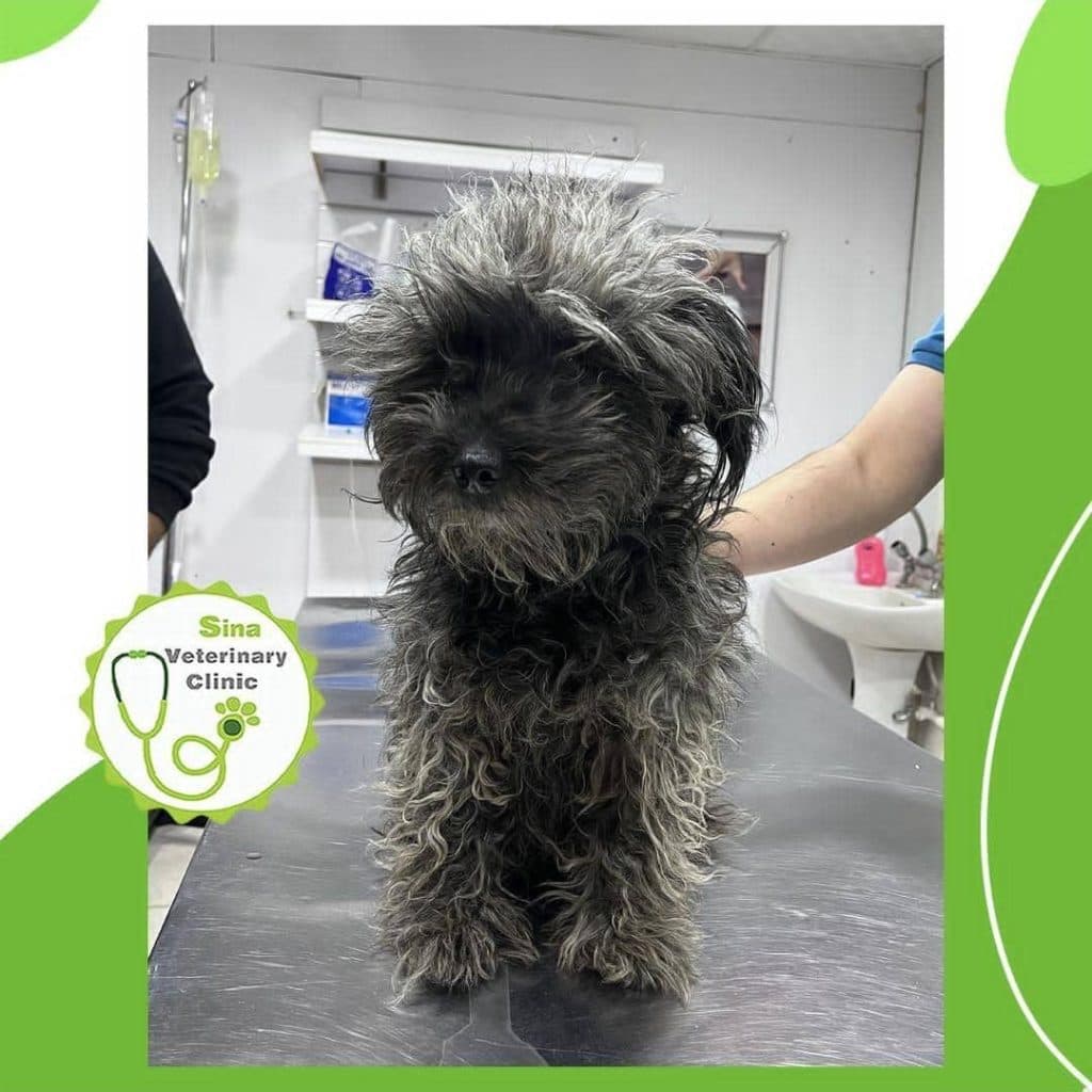 دامپزشکی و جراحی و سونوگرافی حیوانات خانگی سینا در رفسنجان