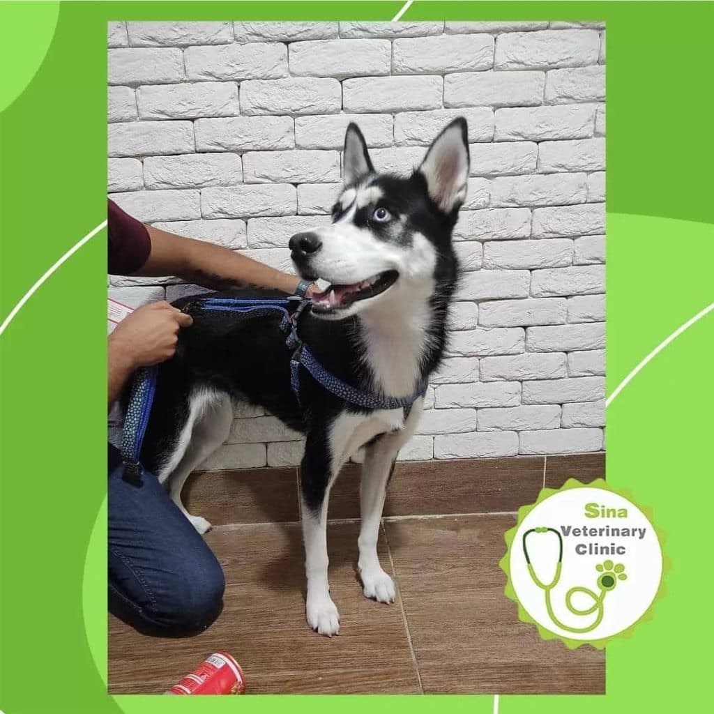 دامپزشکی و جراحی و سونوگرافی حیوانات خانگی سینا در رفسنجان