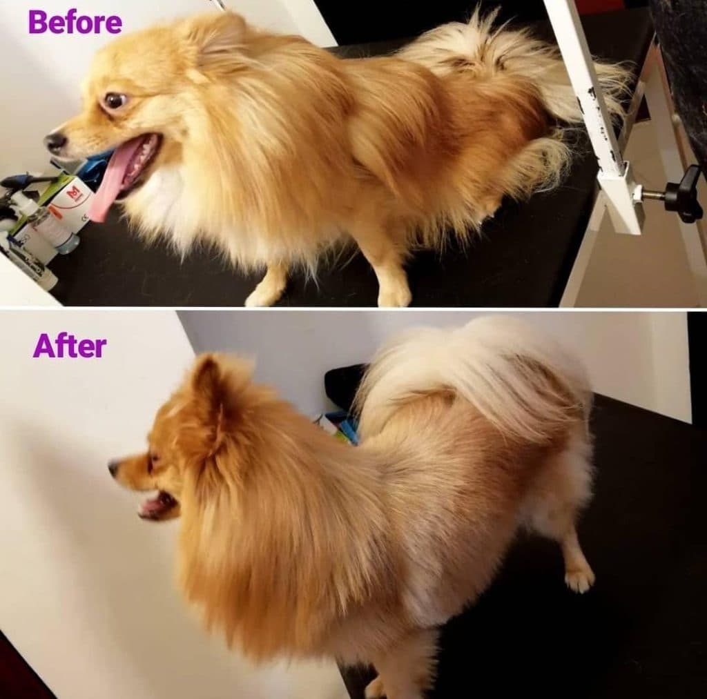 پت شاپ آریانا در سنندج