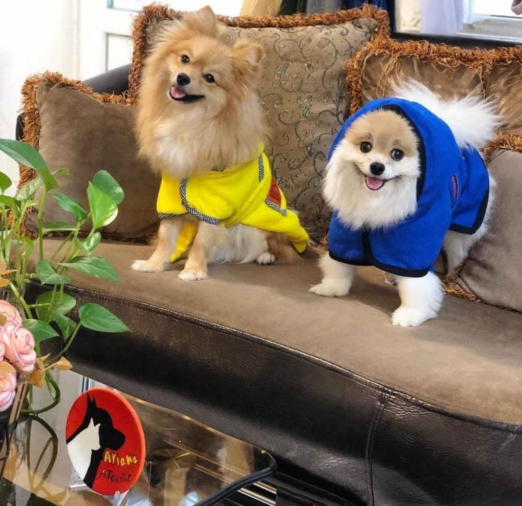 پت شاپ آریانا در سنندج