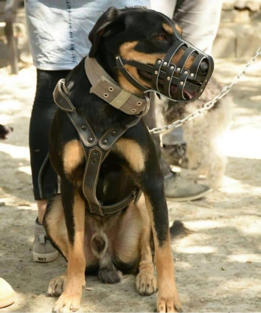 پت شاپ آریانا در سنندج