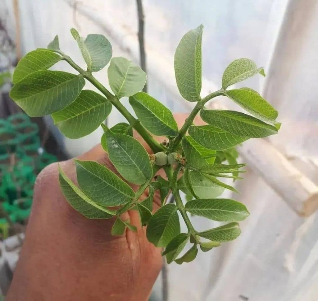 نهالستان طاها نهال در میاندوآب