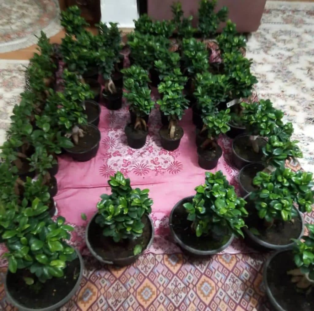 گلخانه آندیا در بابلسر