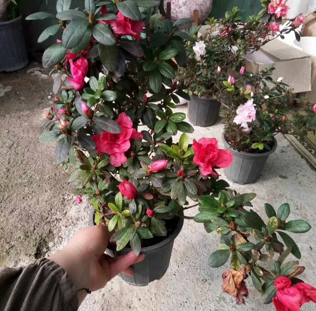 گلخانه آندیا در بابلسر
