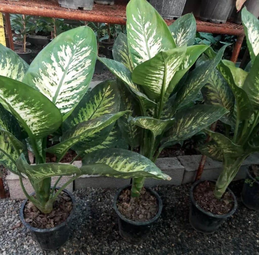 گلخانه آندیا در بابلسر