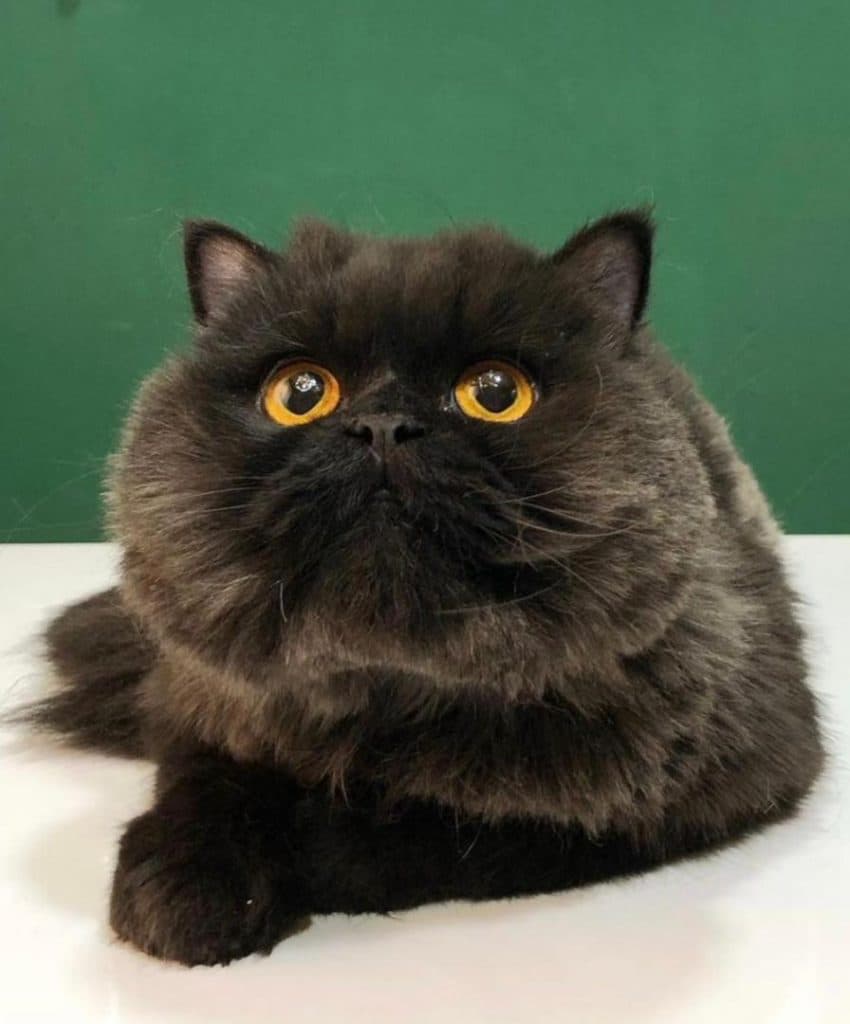 آرایشگاه تخصصی حیوانات خانگی vip groom در بندرانزلی گیلان