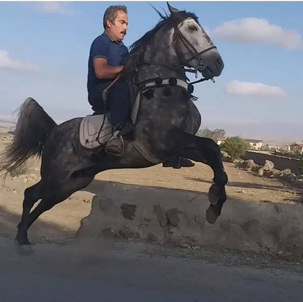 خرید و فروش اسب کرد نجفی در آتشگاه سرعین