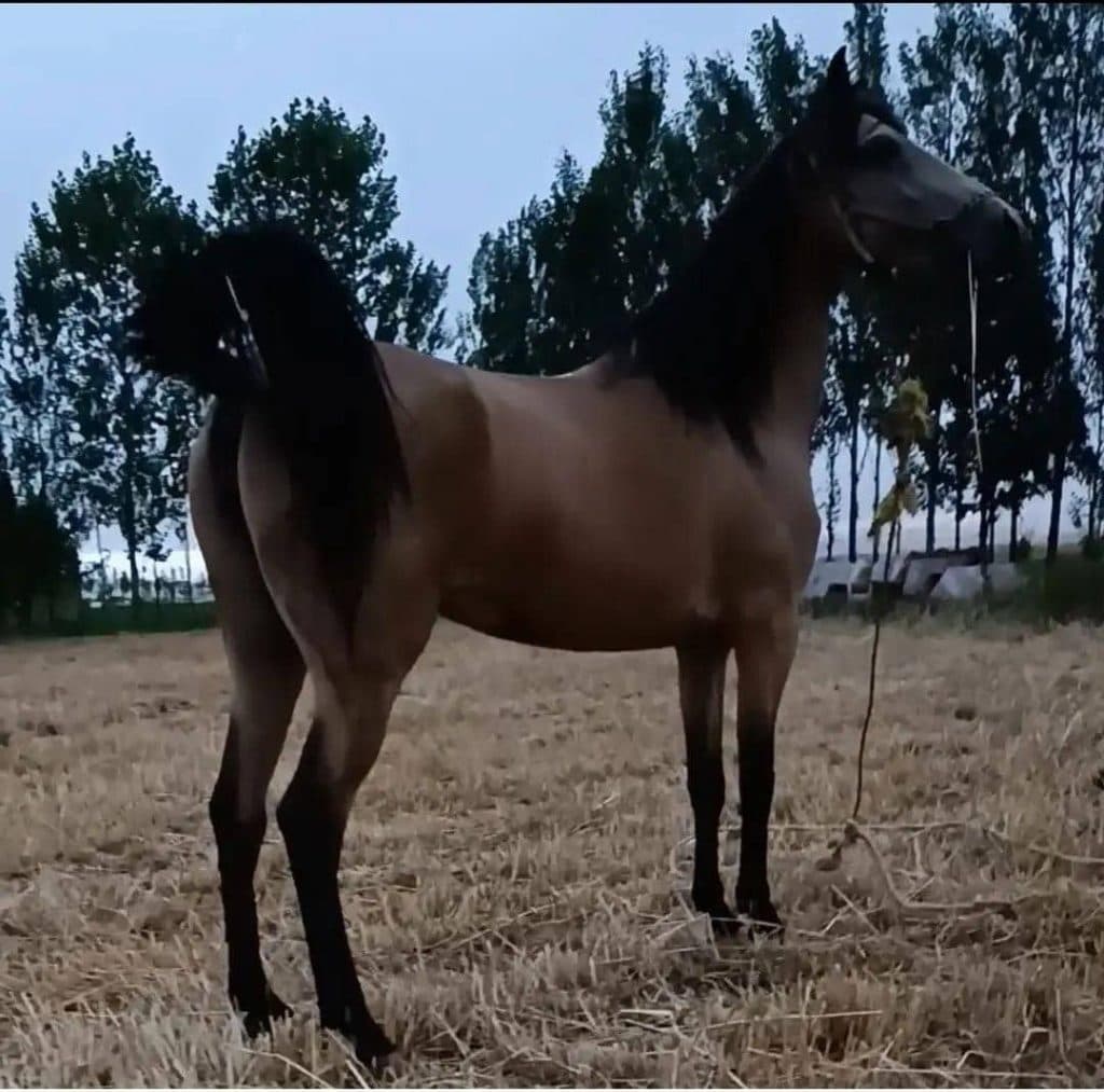 خرید و فروش اسب کرد نجفی در آتشگاه سرعین