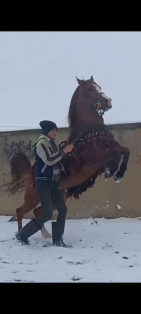 تولید و پرورش اسب کرد امیر ارسلان در سلماس