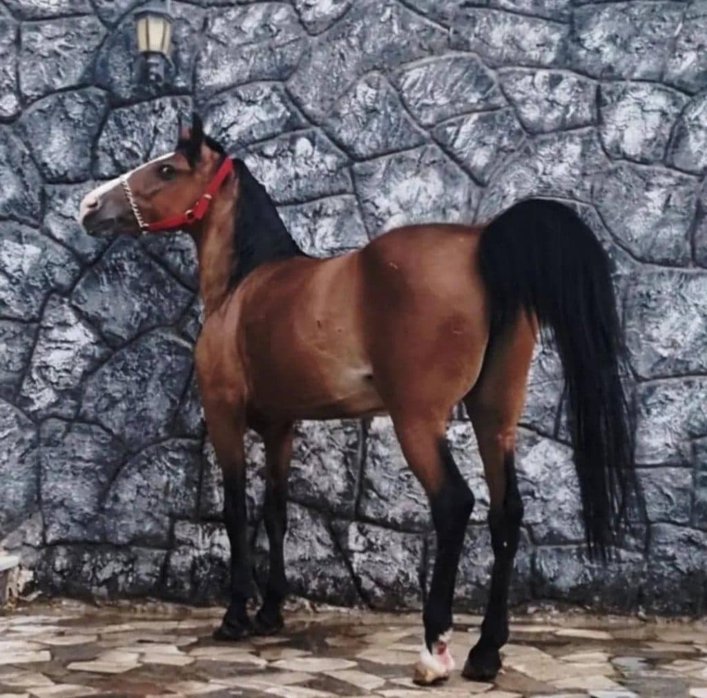 خرید و فروش اسب امید در اصفهان