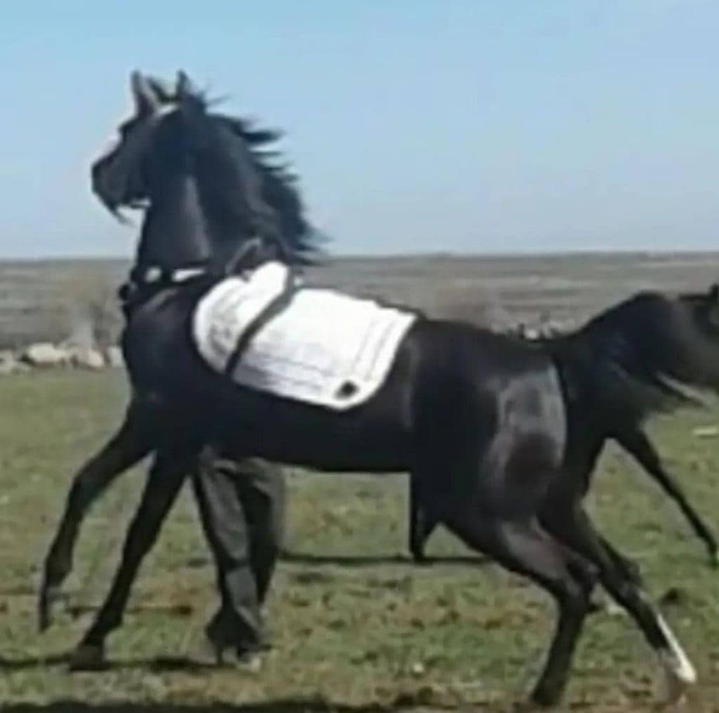 خرید و فروش اسب کرد نجفی در آتشگاه سرعین