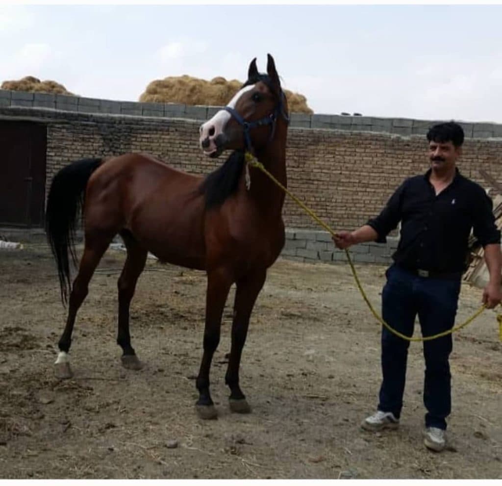 تولید و پرورش اسب کرد امیر ارسلان در سلماس