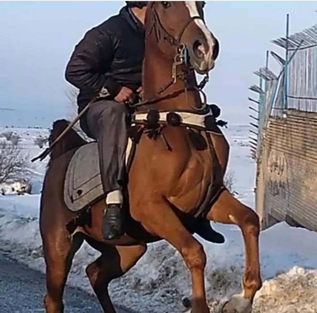 خرید و فروش اسب کرد نجفی در آتشگاه سرعین