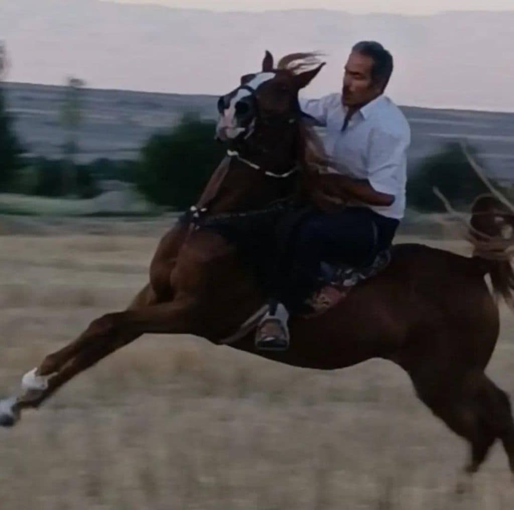 خرید و فروش اسب کرد نجفی در آتشگاه سرعین