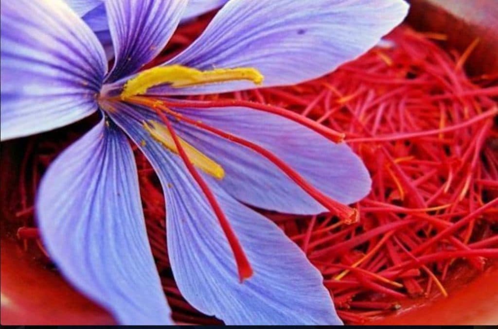 مجموعه بازرگانی زعفران آدیدا در زنجان